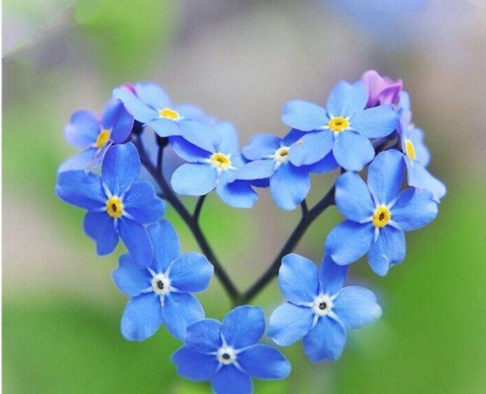 گل قلبی💙 — فانتزی و جذاب باهوشک